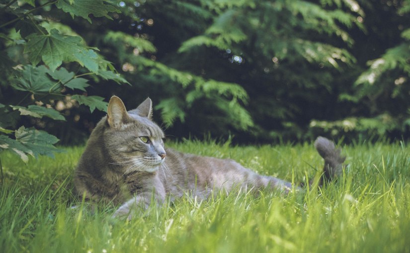 Mụn đầu đen và vấn đề sắc&nbsp;đẹp