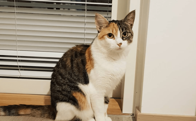 Chuyện của Xoài