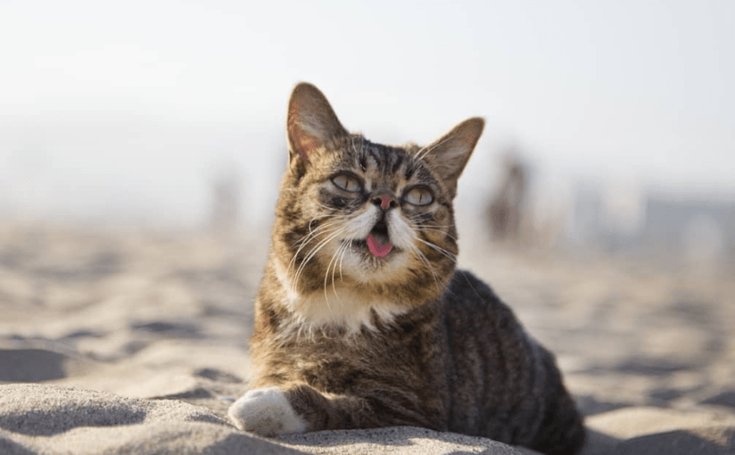 Top 10 hot mèo mạng xã hội mà ai cũng cần&nbsp;follow