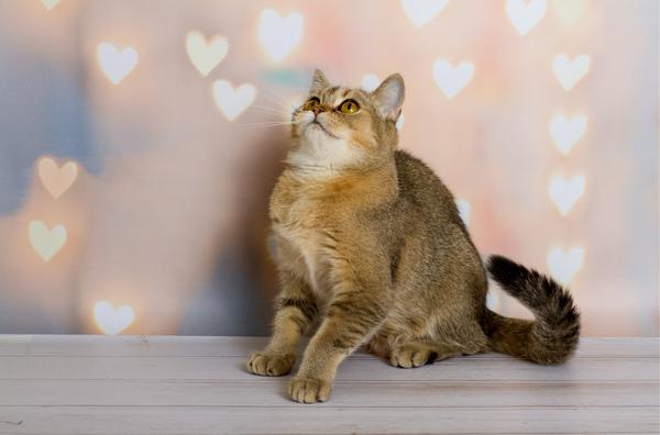 Đầy tớ ngoan ngoãn – Làm thế nào để hiểu boss nói&nbsp;gì?