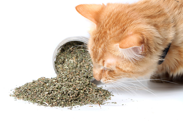 Tất tần tật về bạc hà mèo&nbsp;(catnip)