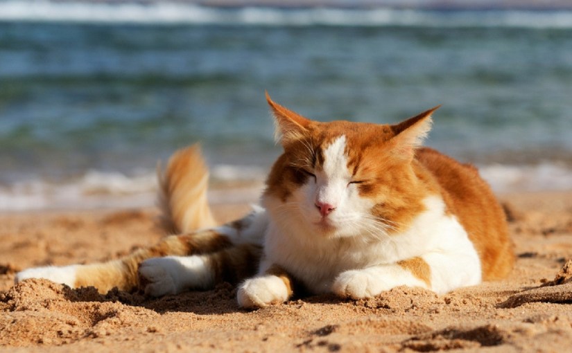 Hạ nhiệt cho boss trong mùa&nbsp;hè