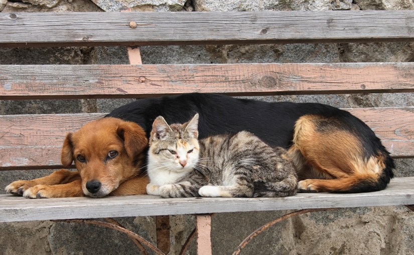 10 lý do bạn nên đưa thú cưng đi triệt sản ngay và&nbsp;luôn.