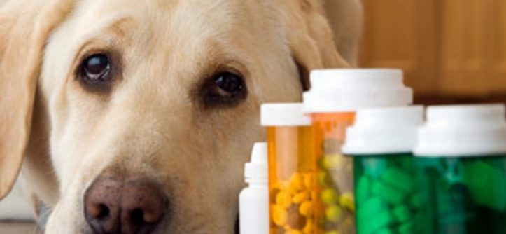Các loại thuốc/dược phẩm của người có thể gây ngộ độc ở thú&nbsp;cưng